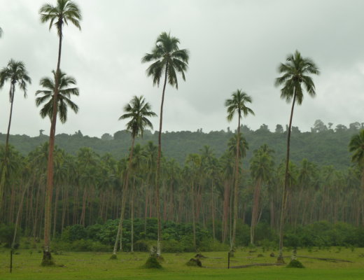 Palm trees at Velit Bay on Espiritu Santo island, Vanuatu