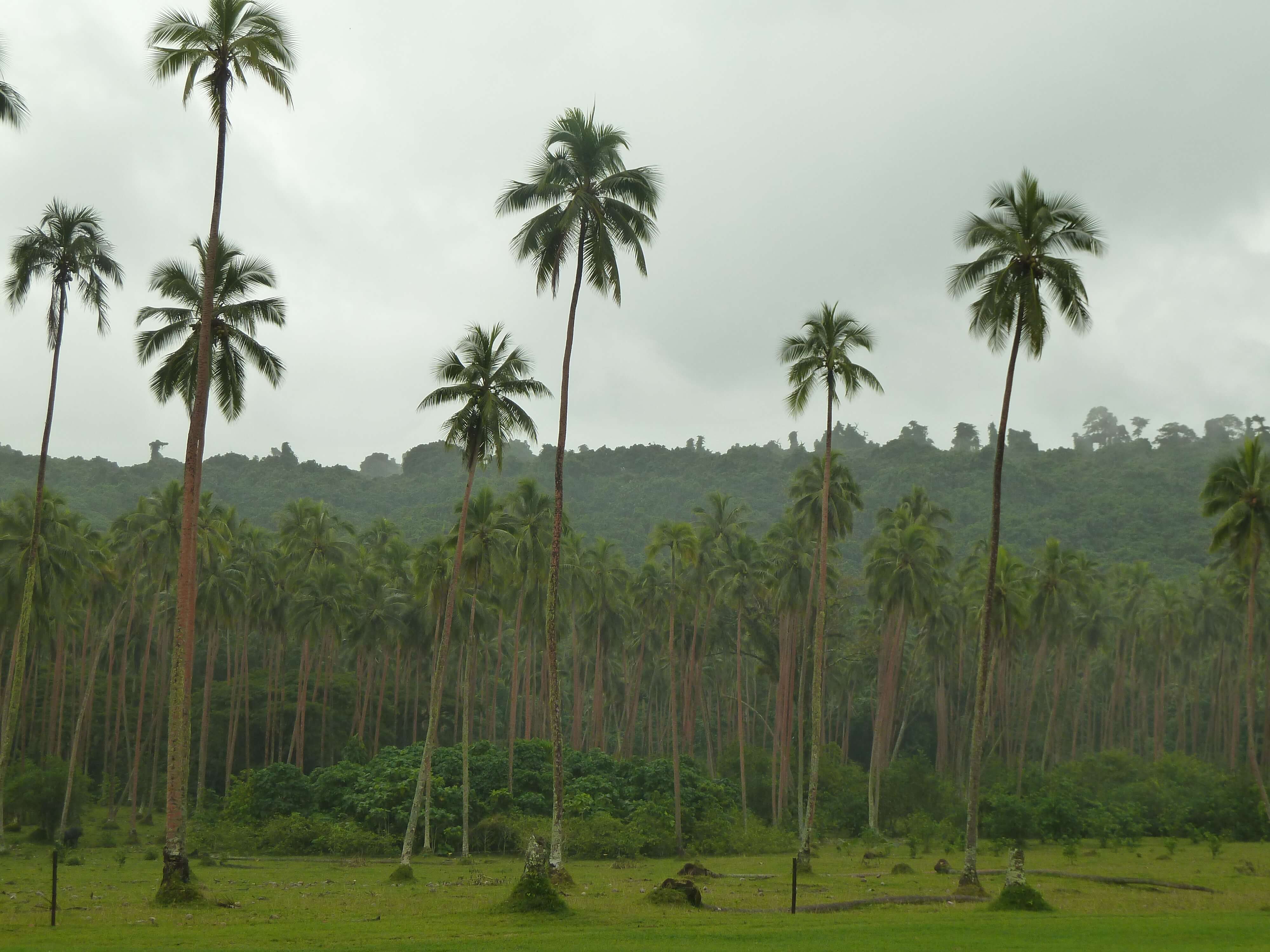 Palm trees at Velit Bay on Espiritu Santo island, Vanuatu