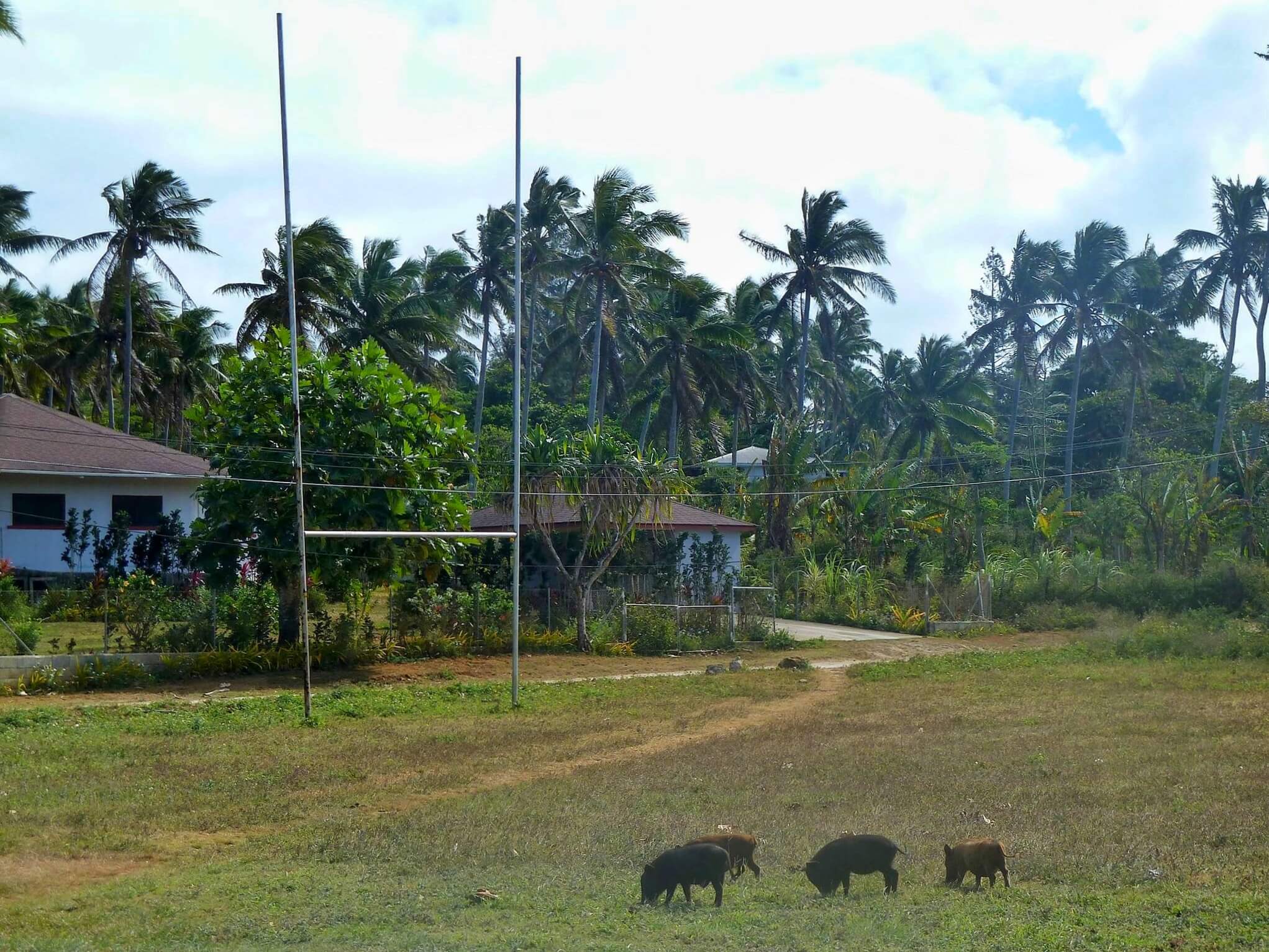 Rugby posts and pigs in Vava'u, Tonga in 2014