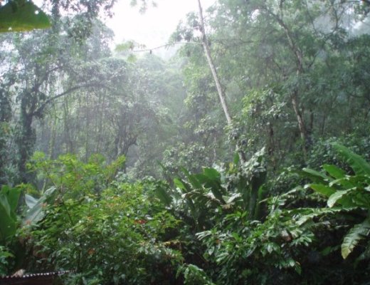 Middle of a rainforest in Costa Rica, in the rain. Lots of trees and green leaves, with some larger leaves closer to the camera than others.