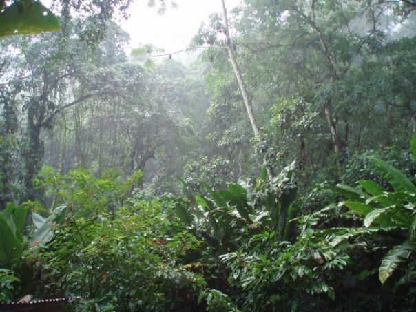 Middle of a rainforest in Costa Rica, in the rain. Lots of trees and green leaves, with some larger leaves closer to the camera than others.