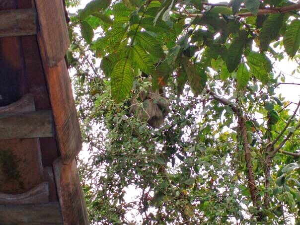 A sloth is hanging from a tree in Costa Rica, hidden slightly by leaves.