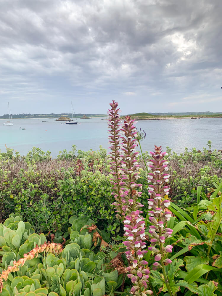 Pink flowers sprout from green shrubbery, overlooking two yachts moored on calm sea. Blog post - Top Tips for the Isles of Scilly.