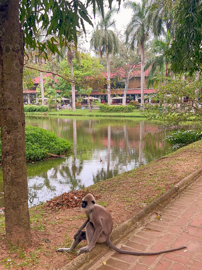 A monkey sits on the ground next to the lake at Cinnamon Lodge Habarana, one of the best introvert friendly places to stay in Sri Lanka.