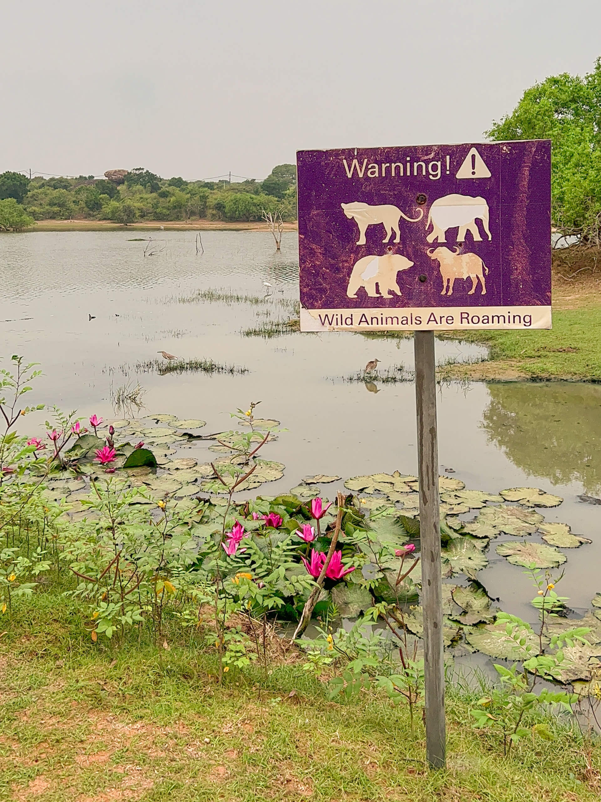 Sign in front of a lake warning of wild animals roaming, one of the best introvert friendly places to stay in Sri Lanka.